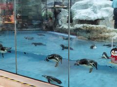 -帝企鹅自助餐厅•儿童岛•真企鹅(长隆企鹅酒店)