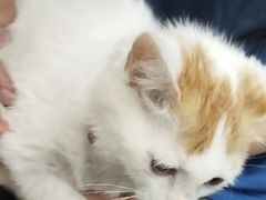 -pd派德宠物中心医院24H急重症·眼科中心·血液透析中心(嵩山北路店)