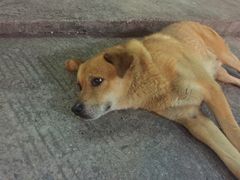 -三清山希尔顿度假酒店