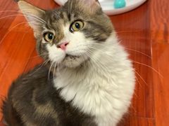 -猫大福·Fortune Cat猫舍(百子湾店)