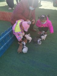 -萌宠亲子动物乐园(槐房万达店)