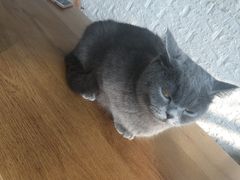 -平行世界·猫咖(首经贸店)