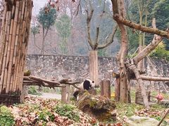 -都江堰中华大熊猫苑
