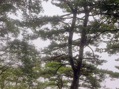 -庐山风景区花径公园