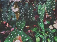 -中国科学院华南植物园