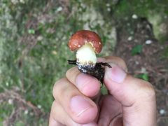 -磬锤峰森林公园