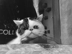 -猫猫幼稚园·撸猫·桌游·电玩