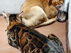 -MOCHA明星猫咖(田子坊店)