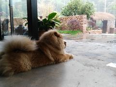 客栈神兽—糯糯-看见远方·莫干遥远的山民宿