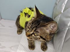 -纳吉亚猫专科动物医院·北北分院