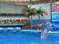 -海合安成都极地海洋公园