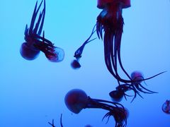 -上海海洋水族馆