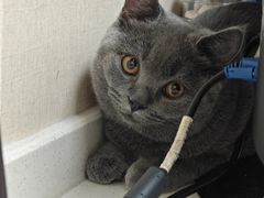 -安安宠医宠物医院·异宠·犬猫内科(岳阳分院)