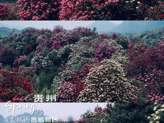 -贵州百里杜鹃风景名胜区