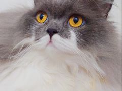 -屋虎猫馆(宝安大仟里店)