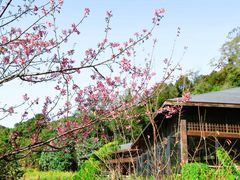 -普洱太阳河森林公园