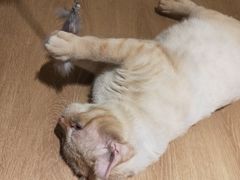 -猫腻·猫咖·撸猫馆(星光大道店)