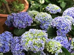 -双季花艺园艺市场(浦东店)