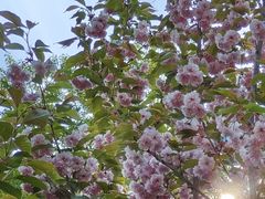 -长白岛森林公园