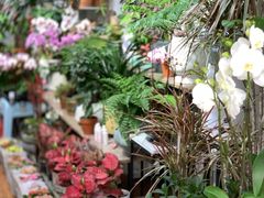 -溪岸路花鸟市场