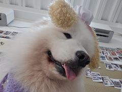 -星多哈·狗咖·拼豆·咖啡