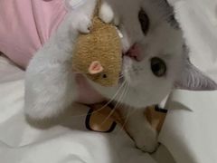-纳吉亚猫专科动物医院·北北分院