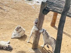 -西霞口神雕山野生动物世界