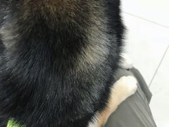 -爱侣宠医·鹦鹉专科·小型哺乳类·异宠专科(灵石路店)