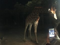 -清迈夜间动物园