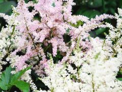 -深圳市中科院仙湖植物园