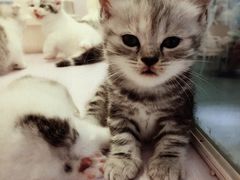 -喵的天空名猫咖啡馆·撸猫·猫舍·用品