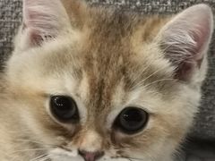 -糯米喵星人总部直营旗舰店·猫舍·幼猫出售