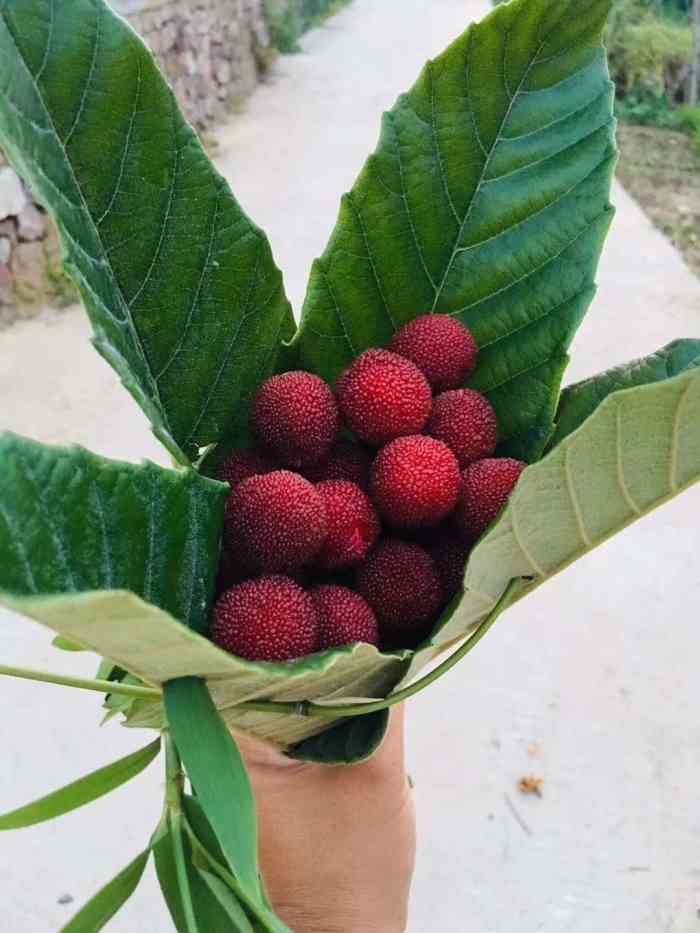 西山杨梅-"西山的杨梅马上就要上市了,有个西山的同事.