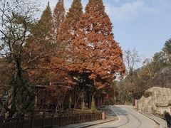 -大围山国家森林公园