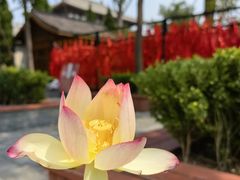 -隆福寺