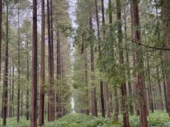 -黄海国家森林公园