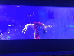 -重庆欢乐海底世界