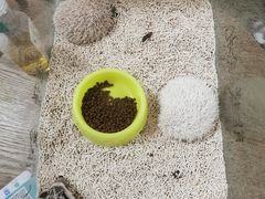 -猫色咖啡·猫咖