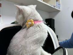 -宠颐生宠物医院·犬猫全科·皮肤科(商业街店)
