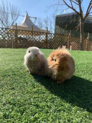 -萌宠亲子动物乐园(槐房万达店)