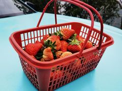 -建德果蔬乐园绪塘草莓基地