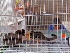 -哈尔滨道外花鸟鱼市场