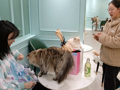 -安格丽娜·狗咖·猫咖羊驼咖(春熙路百盛商场店)