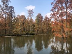 -池杉湖湿地公园
