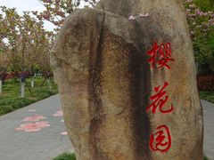 -高东镇樱花园