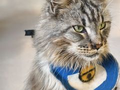 -豆逗聊愈猫阁Easy Life