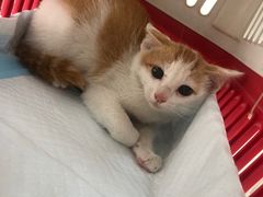 -爱妮康宠物医院·干细胞免疫细胞·肿瘤·心脏(张江店)