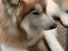 -TrueLove @ Neverland (Husky Cafe)