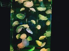 -泉城欧乐堡海洋极地世界