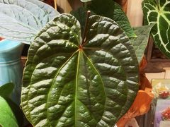 -Rabbit Cafe私房西餐甜点咖啡(栖霞路店)